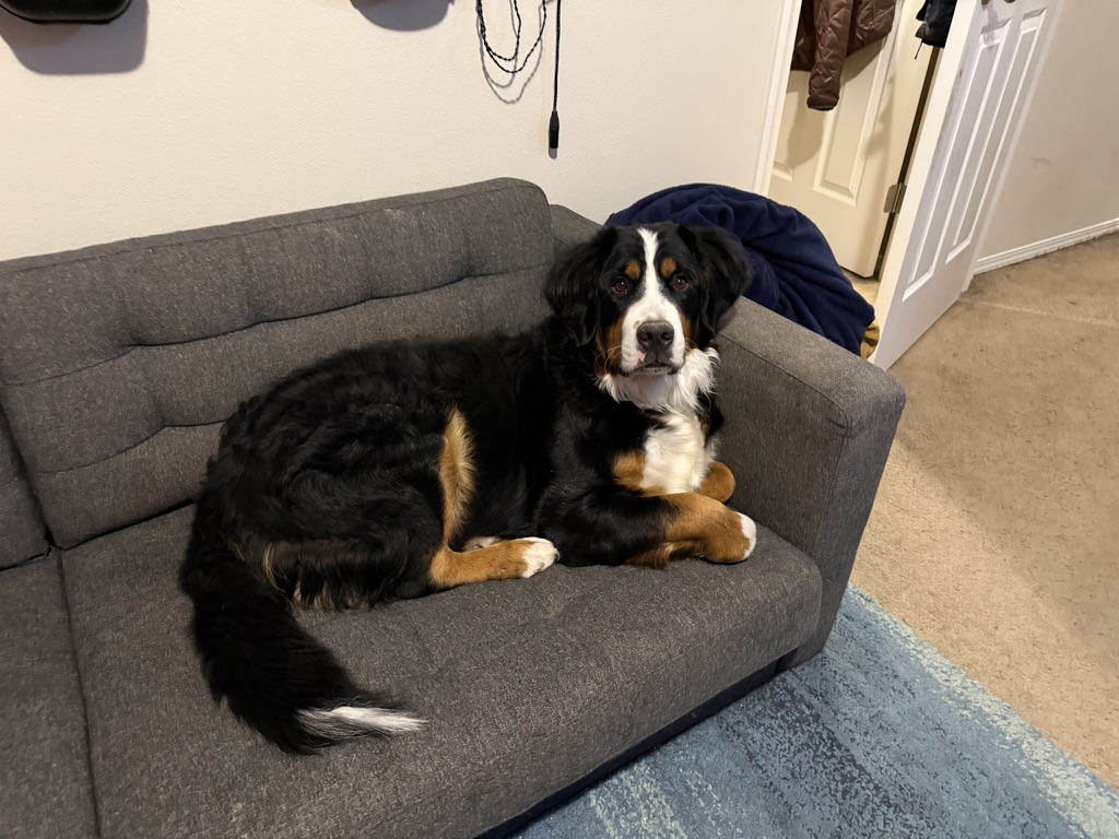 Bailey, our Bernese Mountain Dog